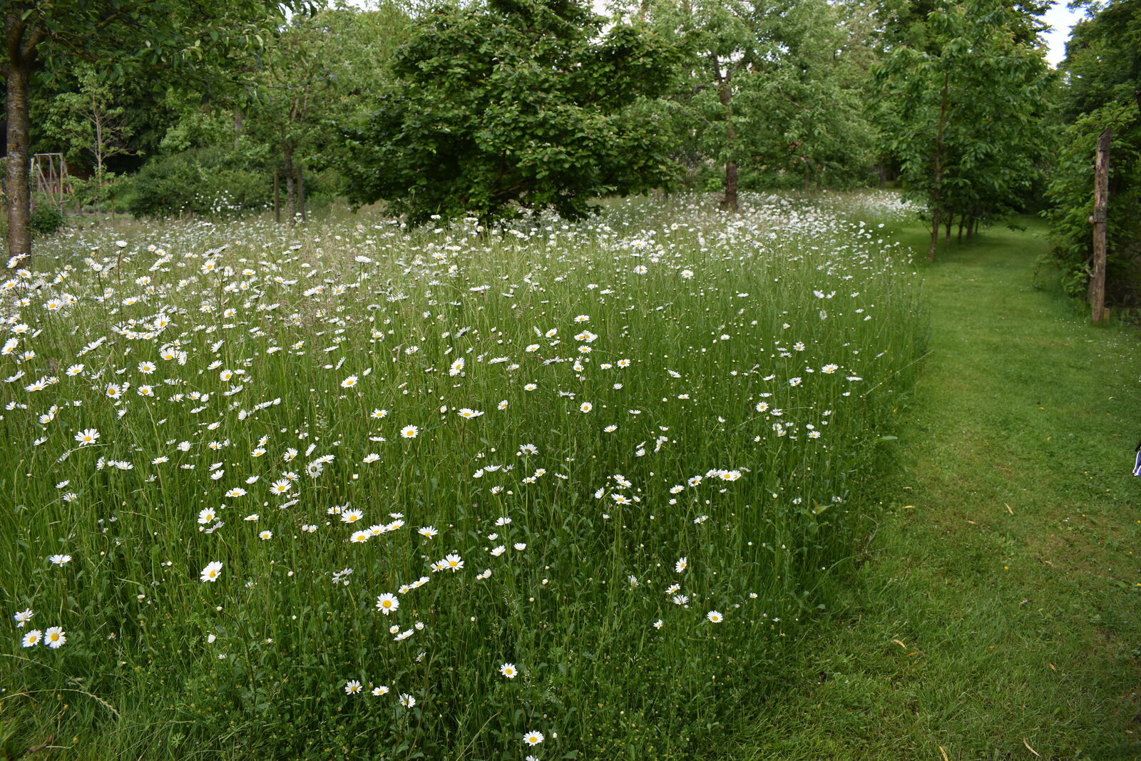 Margerittenwiese in voller Blüte