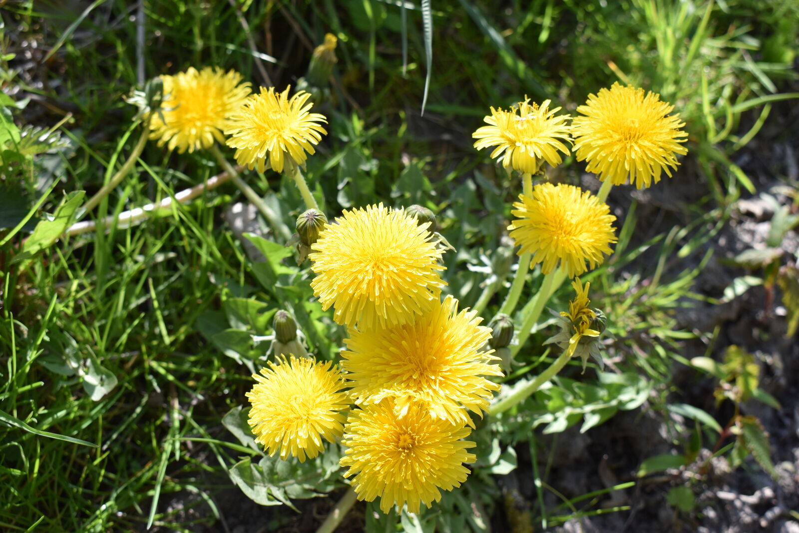 leuchtend gelbe Blüten im Gras