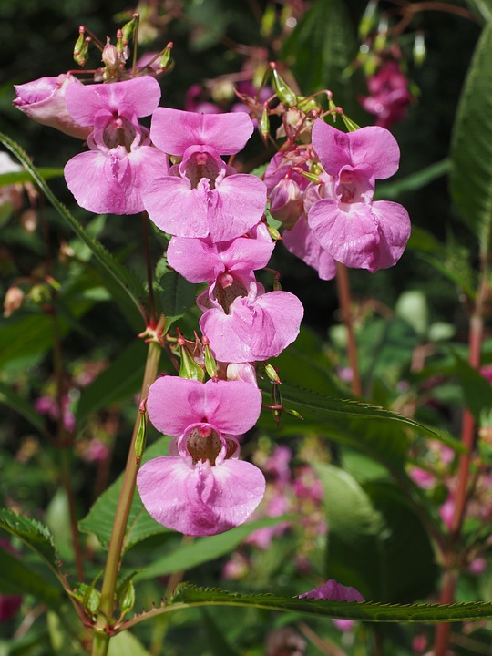 rosa Blütenstand