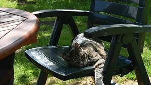 Katze auf sonnigem Gartenstuhl