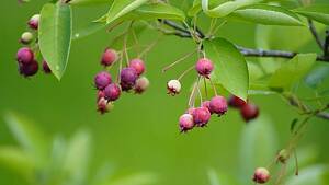 erbsengroße rote und blaue Früchte am Baum