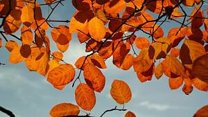 orange Laubblätter vor hellblauem Himmel