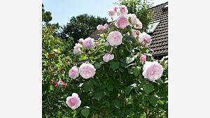 hellrosa Rosenblüten am dunkelgrünen Strauch