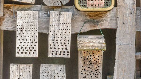 Themenbild: verschiedene Nistmöglichkeiten für Wildbienen Themenbild: verschiedene Nistmöglichkeiten für Wildbienen