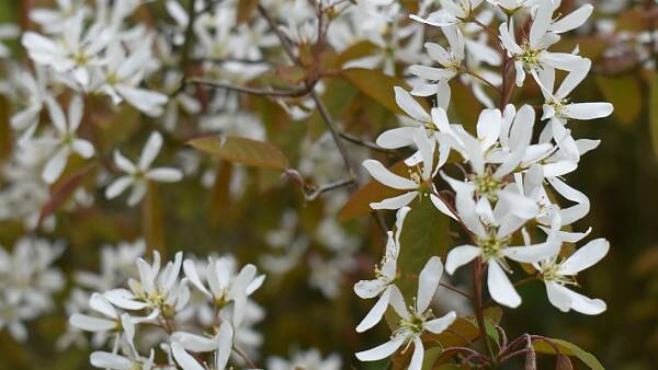 Themenbild: weiße sternförmige Blüten der Felsenbirne