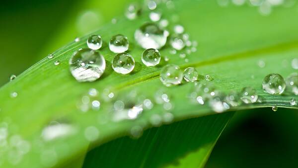 Themenbild: glasige Wassertropfen auf grüner Pflanze