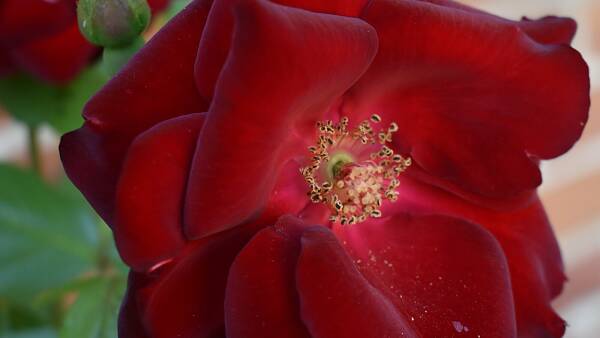 Themenbild: samtrote Blüten einer Rosen