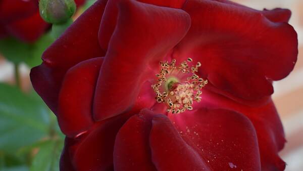 Themenbild: samtrote Blüten einer Rosen Themenbild: samtrote Blüten einer Rosen
