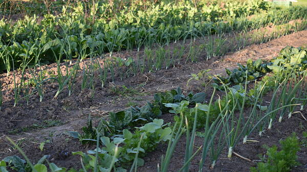 Themenbild: brauner Boden mit grünen Gemüsepflanzen, Zwiebeln, Spinat u. anderen