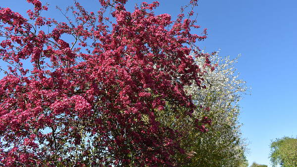 Themenbild: himbeerrote Baumblüte