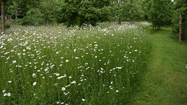 Themenbild: Margerittenwiese in voller Blüte