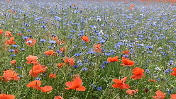 Themenbild: blau-rot blühendes Feld