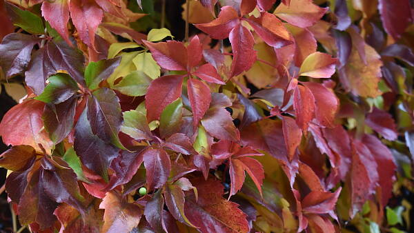 Themenbild: bunte Herbstblätter vom Zierwein Themenbild: bunte Herbstblätter vom Zierwein