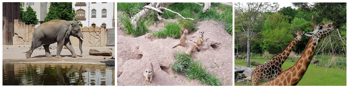 div. Tiere im Zoo