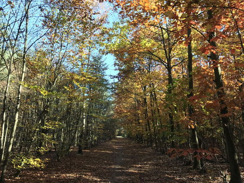 2016-10-30_Herbststimmung_Blumenau_Wald_2