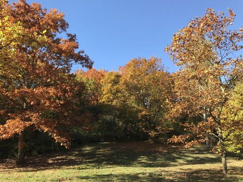 2016-10-30_Herbststimmung_Blumenau_Wald_3