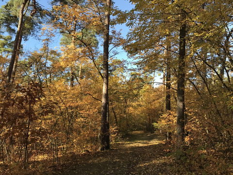 2016-10-30_Herbststimmung_Blumenau_Wald_5