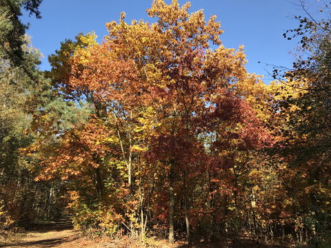 2016-10-30_Herbststimmung_Blumenau_Wald_6