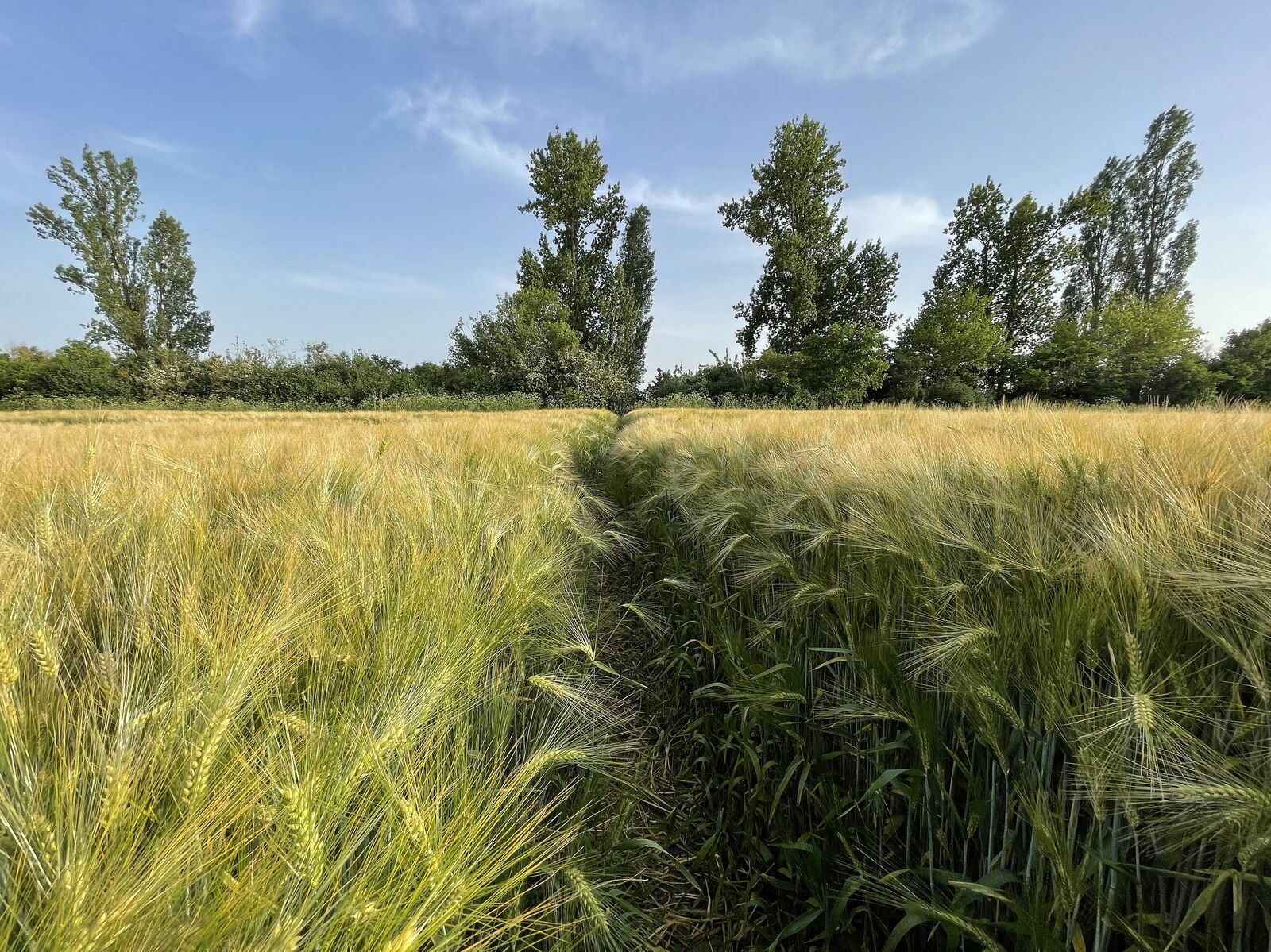 021-06-19_Blumenauer_Bruch_Radweg_Zum_sturen_Bauer_1