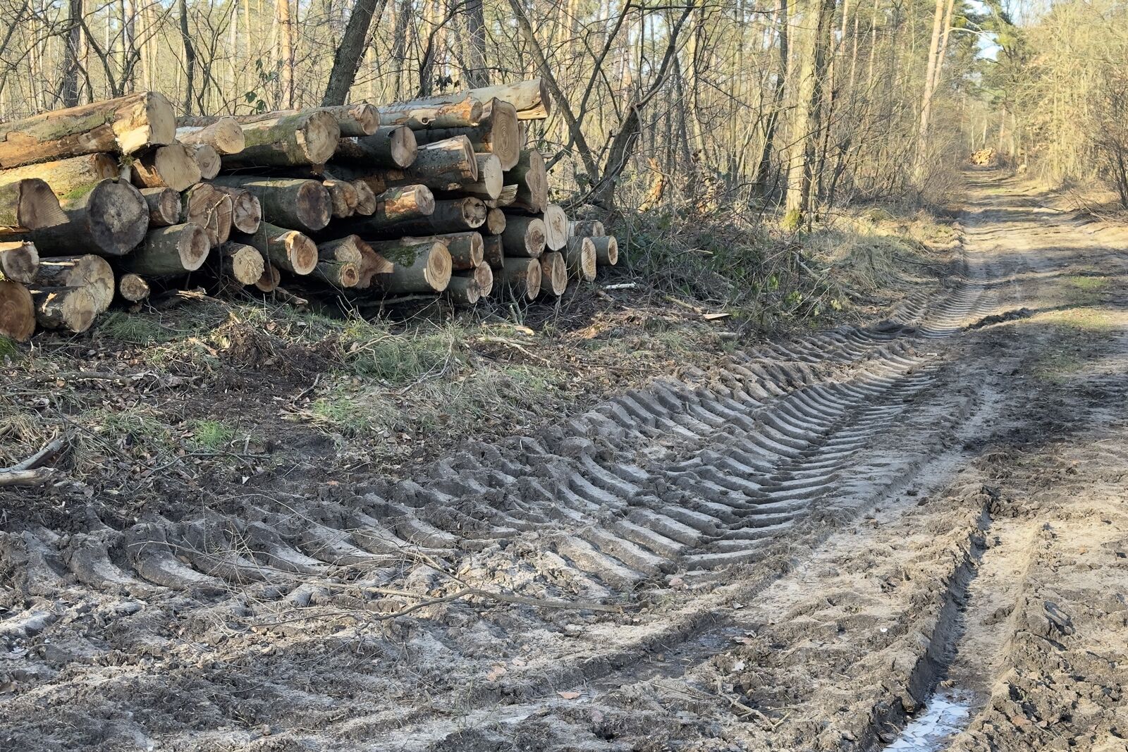 2024-01-09_Waldverwüstung