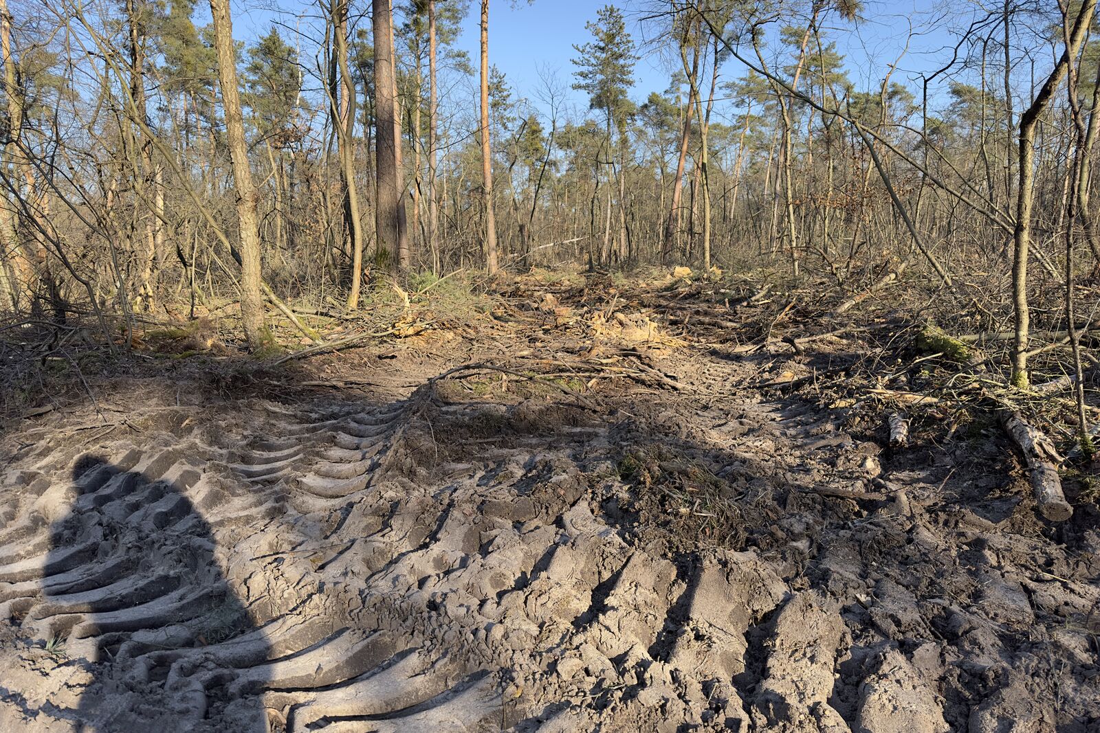 2024-01-09_Waldverwüstung