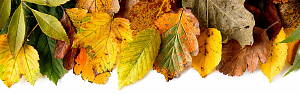 Blätter-Herbst-oben