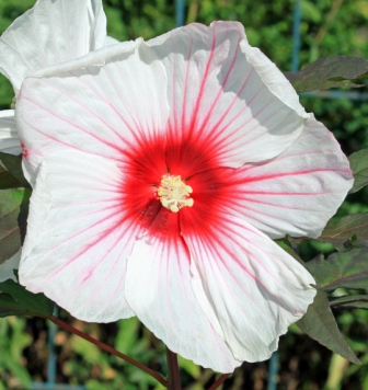 Riesen - Hibiskus 