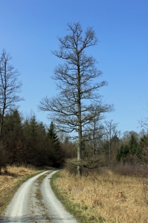 Durch den Einkornwald bei Hessental.