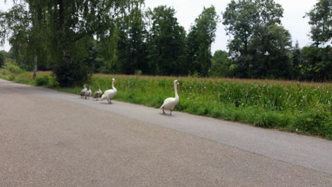 Schwanenfamilie beim Sonntagspaziergang.