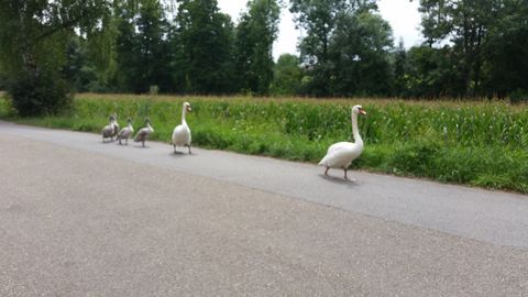 Schwanenfamilie beim Sonntagspaziergang