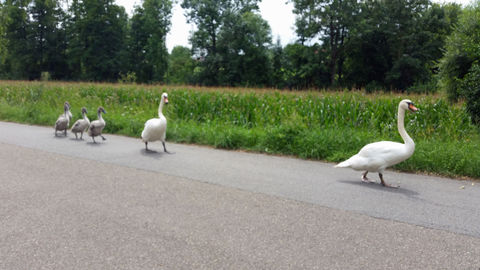 Schwanenfamilie beim Sonntagspaziergang