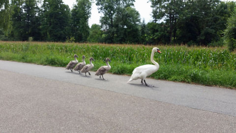 Schwanenfamilie beim Sonntagspaziergang