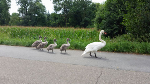 Schwanenfamilie beim Sonntagspaziergang