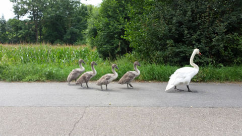 Schwanenfamilie beim Sonntagspaziergang