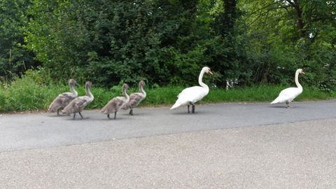 Schwanenfamilie beim Sonntagspaziergang