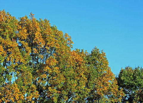 Der Herbst zaubert herrliche Farben in Bäume und Sträucher.