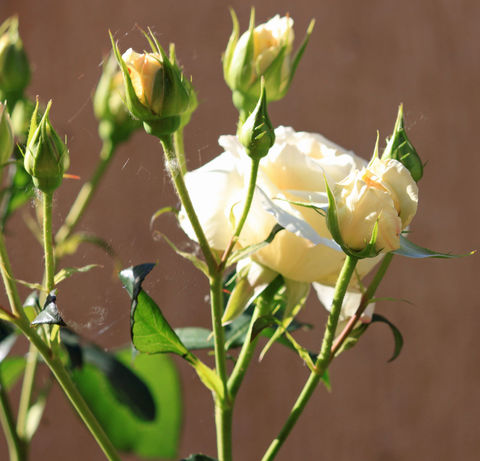 Die Rosen werden von den meisten Gartenbesitzern zu früh geschnitten!