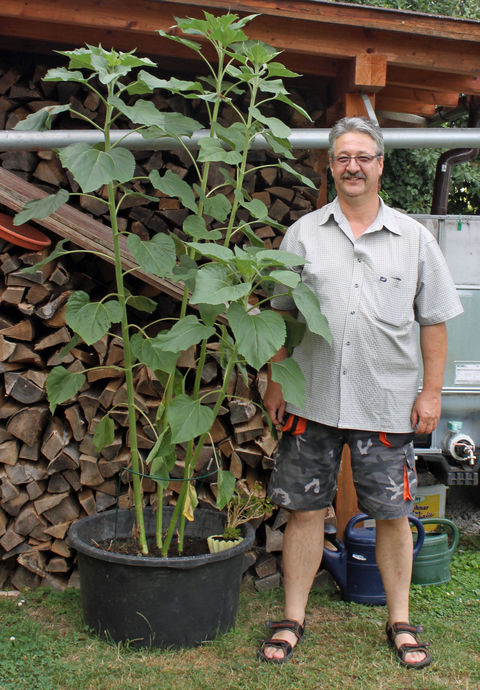 Sonnenblumen-Wettbewerb 2015