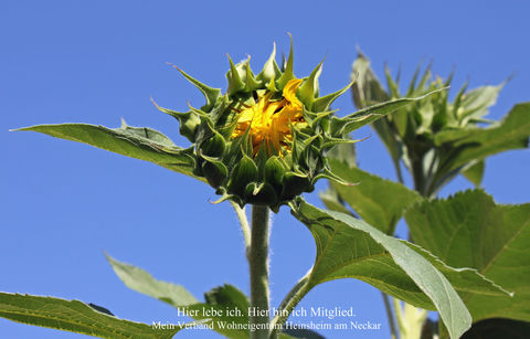 Sonnenblumen-Wettbewerb 2015