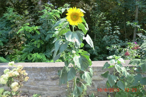 Sonnenblumen am 