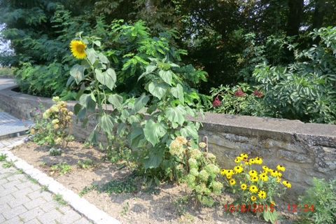 Sonnenblumen am 