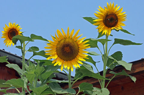 Sonnenblumen-Wettbewerb 2015