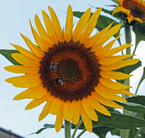 Sonnenblumen-Wettbewerb 2015