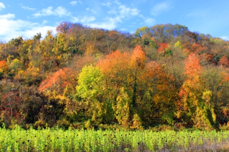 Herbststimmung in Heinsheim