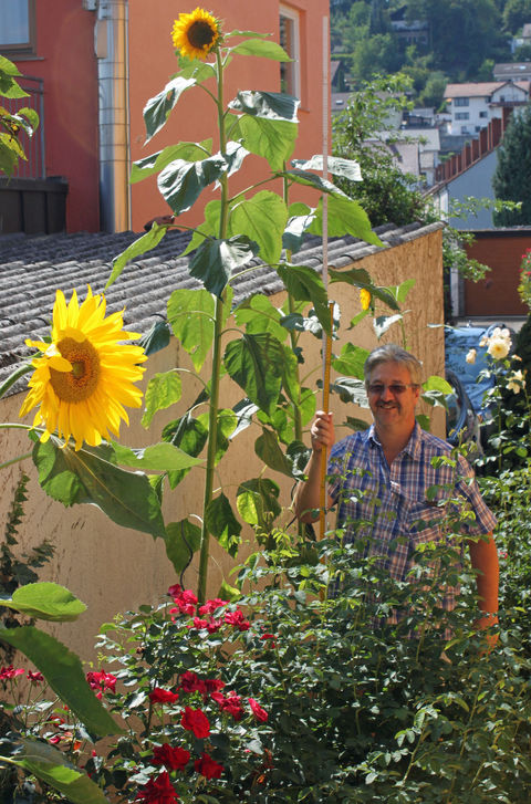 3,20 m Höhe ereichte diese Sonnenblume.