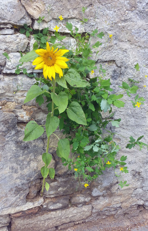 Sonnenblumen-Wettbewerb - Ausser Kongurrenz