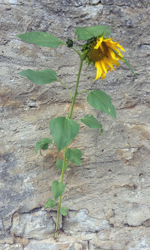 Sonnenblumen-Wettbewerb - Ausser Kongurrenz