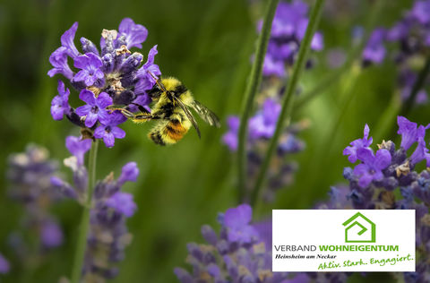 Lavendel und Rosmarin