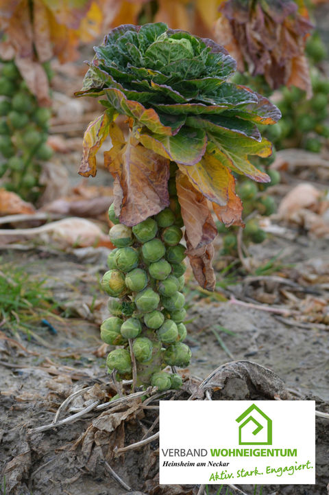 Herbstgemüse: Rosenkohl