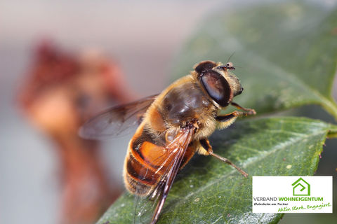 Aktiv gegen das Insektensterben